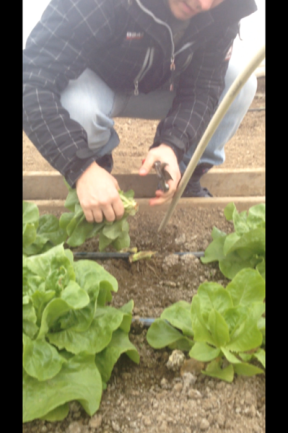 Here I am harvesting my first head of lettuce from the solar high tunnel.